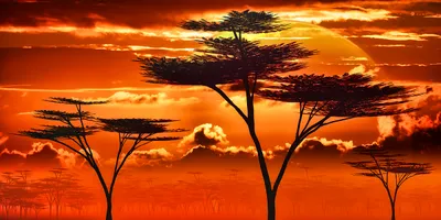 Wandbild Motiv: Afrika Sonnenuntergang in der Savanne