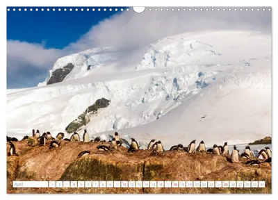 Pinguinkolonie in der Antarktis – Aprilmotiv im Kalender von Max Steinwald
