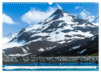 Pinguinkolonie vor antarktischer Landschaft – Maimotiv im Kalender von Max Steinwald
