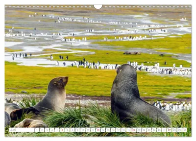 Robben und Pinguine in der Antarktis – Junimotiv im Kalender von Max Steinwald