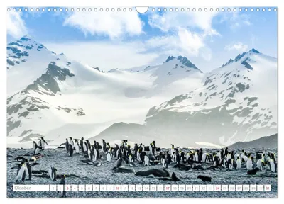 Pinguinkolonie an der antarktischen Küste – Oktobermotiv im Kalender von Max Steinwald