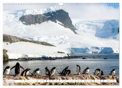 Pinguinkolonie zwischen Eis und Felsen – Novembermotiv im Kalender von Max Steinwald