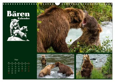 Kämpfende Grizzlybären – Märzmotiv im Bärenkalender von Max Steinwald