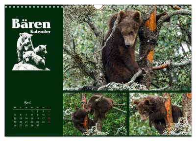 Junge Bären beim Klettern – Aprilmotiv im Bärenkalender von Max Steinwald