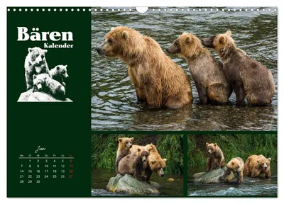 Drei Grizzlybären in Alaska – Junimotiv im Bärenkalender von Max Steinwald