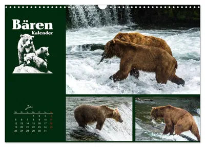 Grizzlybär beim Fischen – Julimotiv im Bärenkalender von Max Steinwald