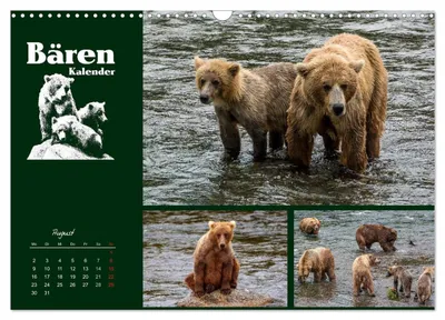 Aufmerksame Grizzlybären – Augustmotiv im Bärenkalender von Max Steinwald