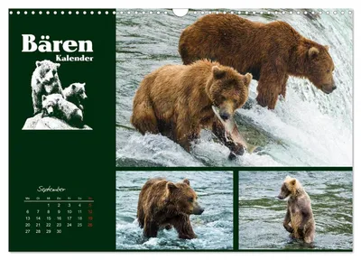 Erfolgreicher Grizzlybär beim Fischfang – Septembermotiv im Bärenkalender