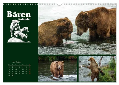 Grizzlybären mit Beute – Novembermotiv im Bärenkalender von Max Steinwald