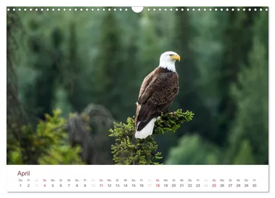 Weißkopfseeadler in Alaska – Aprilmotiv im Alaska-Kalender