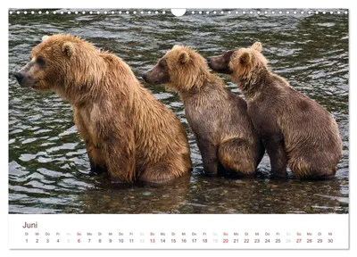 Grizzlybären – Junimotiv im Schweizer Alaska-Kalender