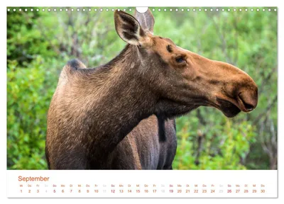 Elchkuh – Septembermotiv im Schweizer Alaska-Kalender