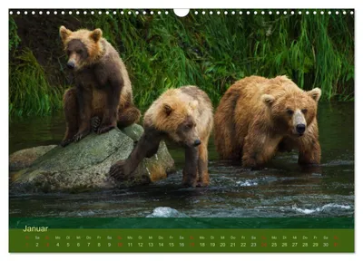 Grizzlybären als Familienbande – Januarmotiv im Bärenkalender