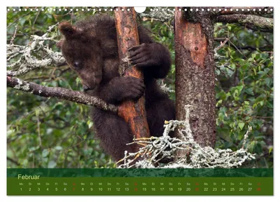 Junger Grizzlybär beim Klettern – Februarmotiv
