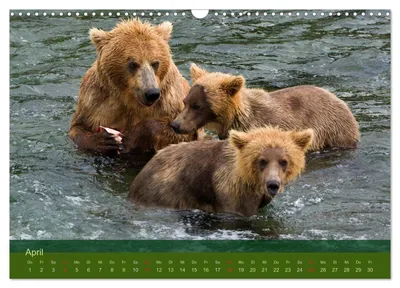 Junge Grizzlybären lernen fürs Leben – Aprilmotiv