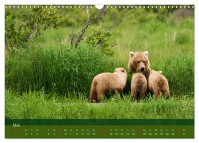 Grizzlybären in der Bärenschule – Maimotiv