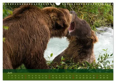Zwei Grizzlybären – Junimotiv im Bärenkalender