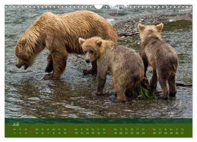 Neugieriger Grizzlybär – Julimotiv