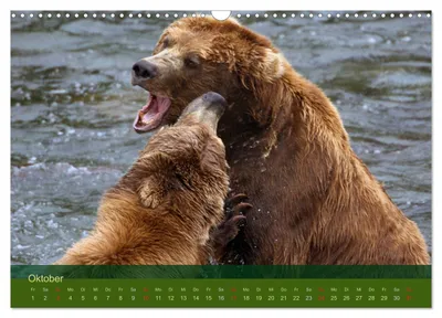 Rivalisierende Grizzlybären – Oktobermotiv