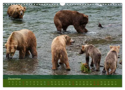 Treffpunkt der Grizzlybären – Dezembermotiv