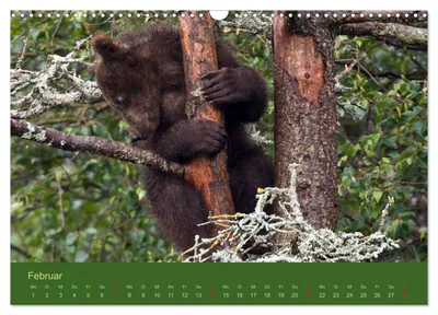 Junger Grizzlybär beim Klettern – Februarmotiv