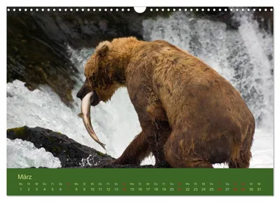 Grizzlybär im Schlaraffenland – Märzmotiv