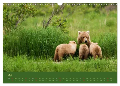 Grizzlybären in der Bärenschule – Maimotiv