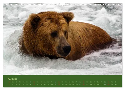 Grizzlybär im Wasser – Augustmotiv