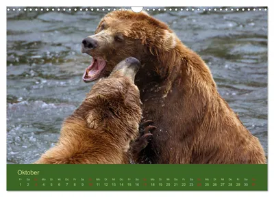 Rivalisierende Grizzlybären – Oktobermotiv