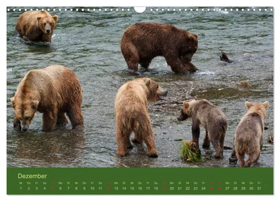 Treffpunkt der Grizzlybären – Dezembermotiv