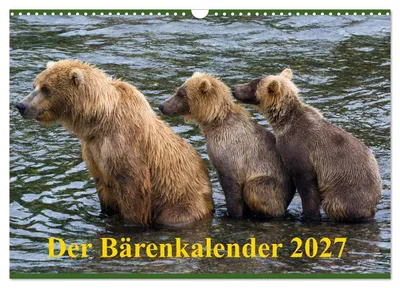 Der Bärenkalender 2027 CH-Version von Max Steinwald