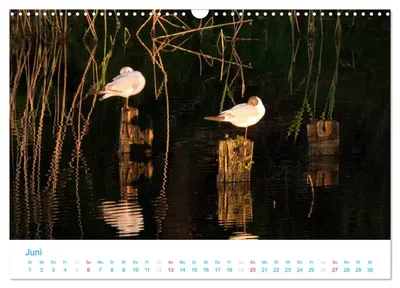 Möwen am Prerower Strom – Junimotiv im Darß-Kalender