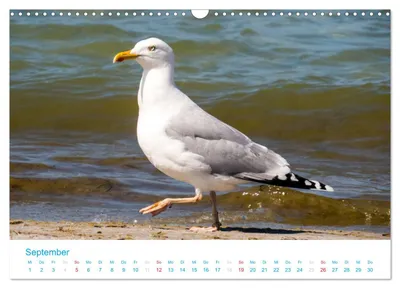 Silbermöwe (Larus argentatus) – Septembermotiv im Darß-Kalender