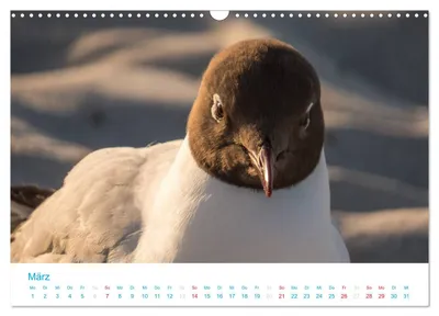 Lachmöwe (Larus ridibundus) – Märzmotiv der Schweizer Ausgabe