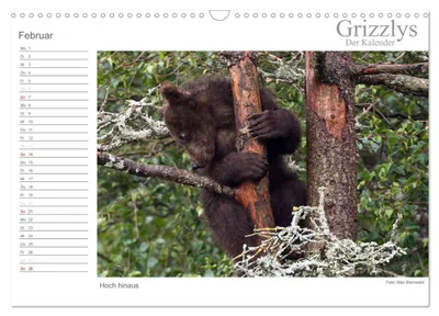 Kletternder Grizzlybär – Februarmotiv