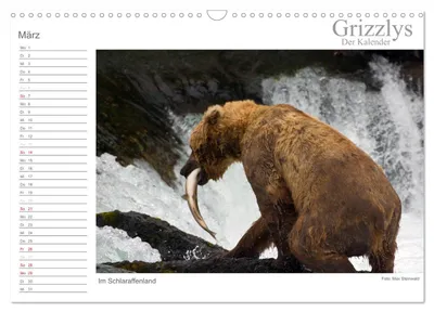 Grizzlybär im Schlaraffenland – Märzmotiv