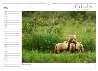 Grizzlybären in der Bärenschule – Maimotiv