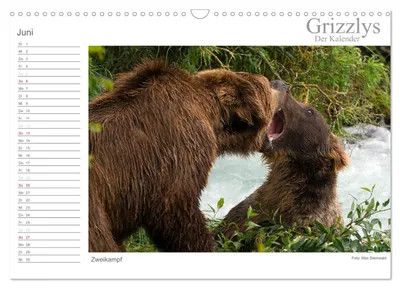 Zweikampf zweier Grizzlybären – Junimotiv