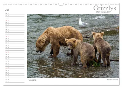Neugieriger Grizzlybär – Julimotiv