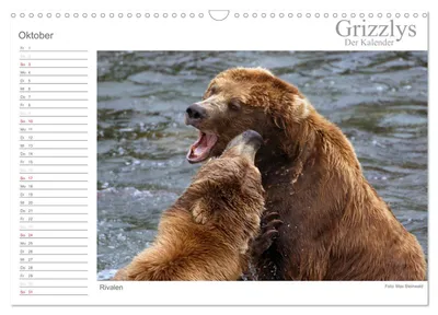 Rivalisierende Grizzlybären – Oktobermotiv