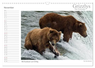 Grizzlybär beim Fischfang – Novembermotiv