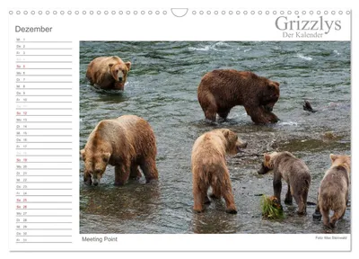 Treffpunkt der Grizzlybären – Dezembermotiv