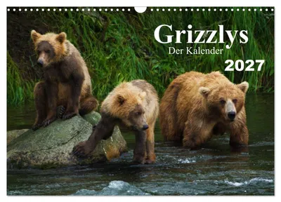Grizzlys – Der Kalender 2027 von Max Steinwald