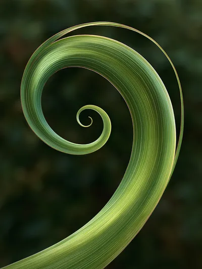 Wandbild Motiv: Grüne Geometrie der Stille