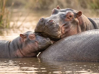 Wandbild Motiv: Hippo Familie Sanfte Nähe am Flussufer
