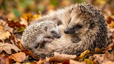 Wandbild Motiv: Igel Familie im Herbst