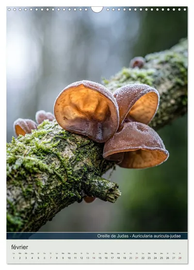 Oreille de Judas (Auricularia auricula-judae) – motif de février