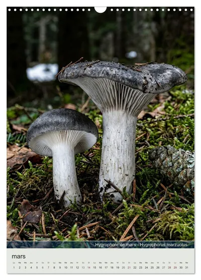 Hygrophore de mars (Hygrophorus marzuolus) – motif de mars