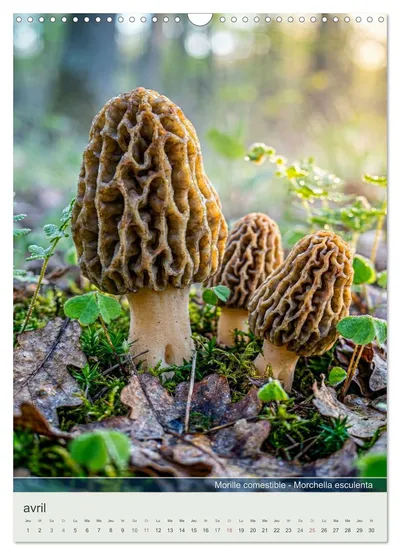 Morille comestible (Morchella esculenta) – motif d’avril