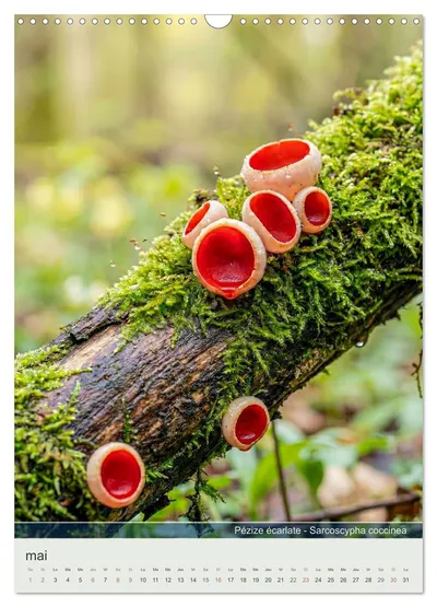 Pézize écarlate (Sarcoscypha coccinea) – motif de mai